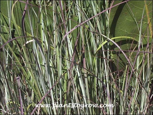 Little Bluestem Grass (Schizachyrium scoparium)
This particular plant has a blue cast.  The large background leaves are Prairiee Dock (Silphium terebinthinaceum).